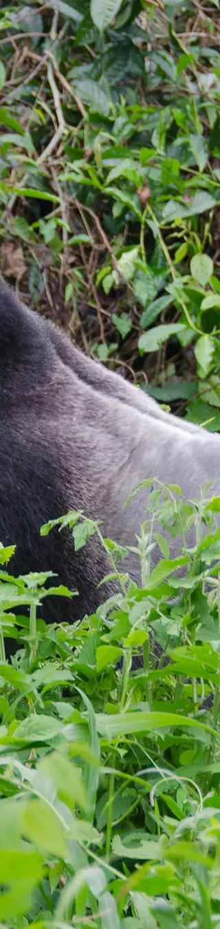 Beeindruckendes Gorilla-Männchen
